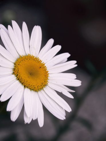 Découvrez les meilleures plantes à fleurs blanches pour votre jardin