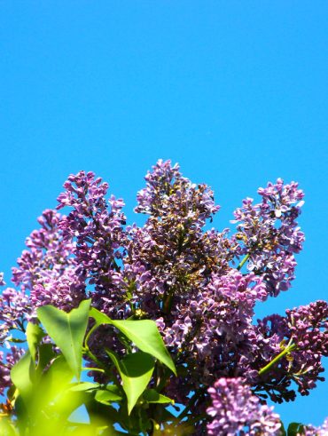 conseils pour une plantation et un entretien réussis des Lilas des indes