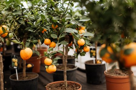 Les secrets pour réussir la culture d'un arbre fruitier en intérieur