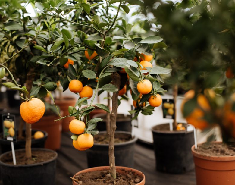 Les secrets pour réussir la culture d'un arbre fruitier en intérieur