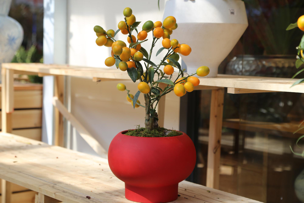  la culture d'un arbre fruitier en intérieur