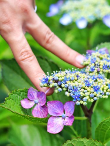 Tout savoir sur la fleur verveine vivace et son entretien